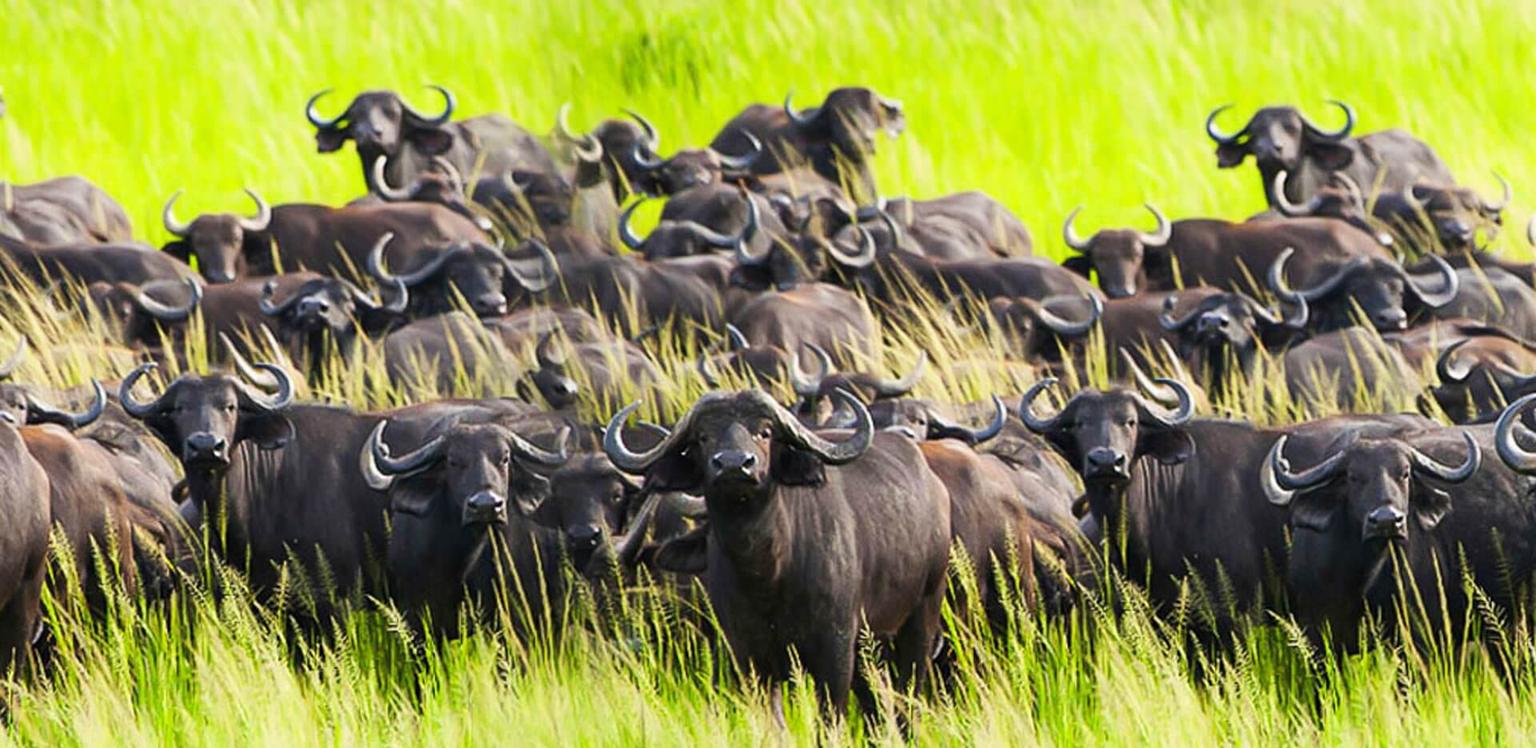 Buffalo Herds Concentrate on Chada Plains