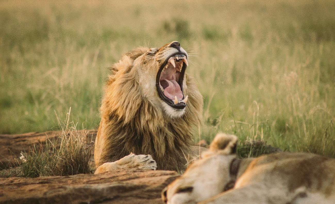 Lion Population Study Reveals Positive Trends