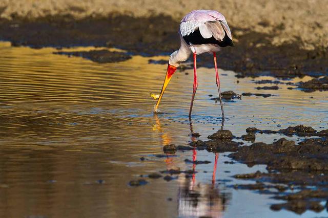 Birdlife