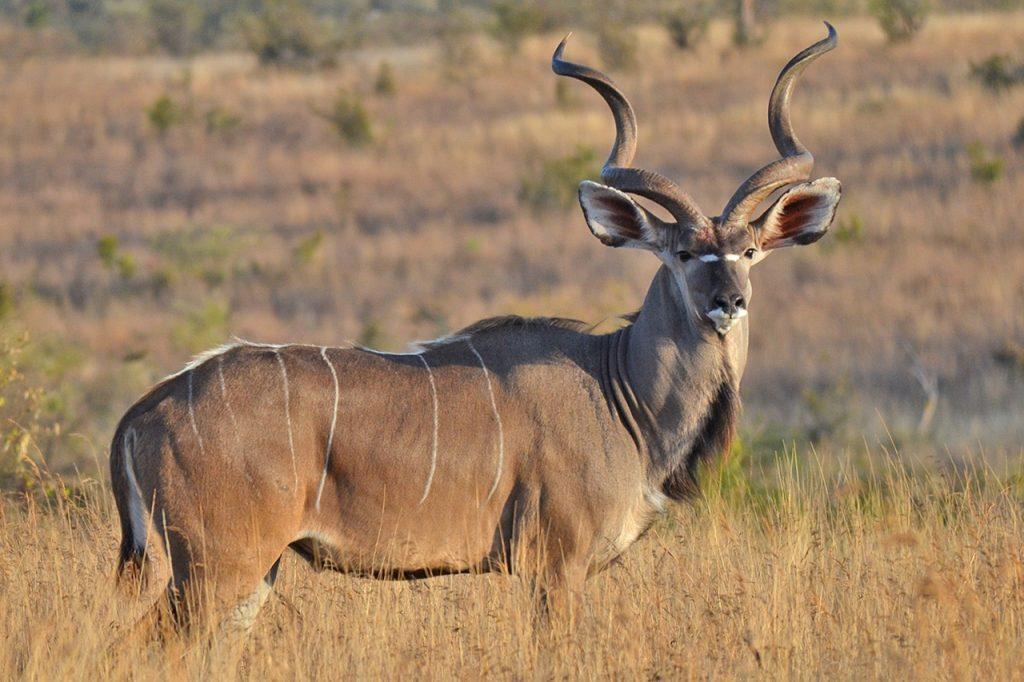 Ruaha Wildlife