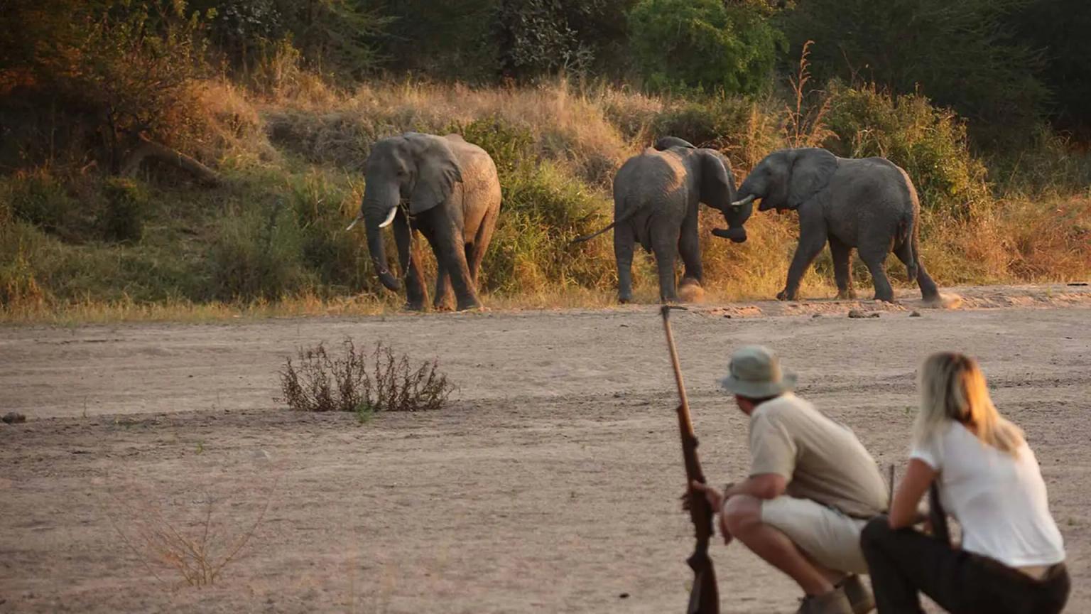 Walking Safari
