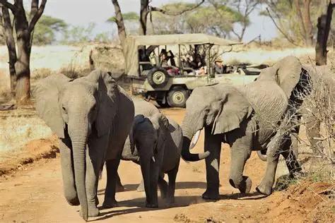 Game drive