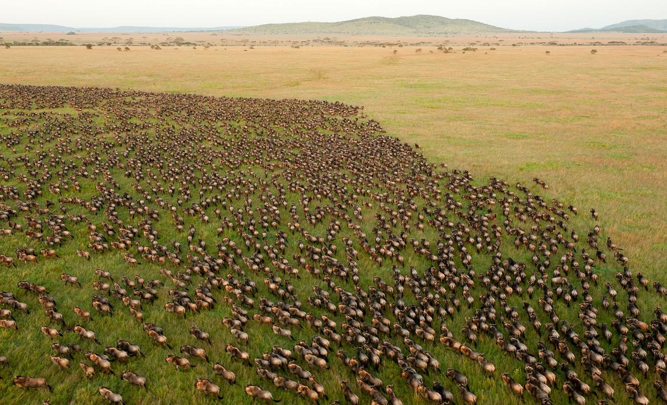 Featured Conservation Story