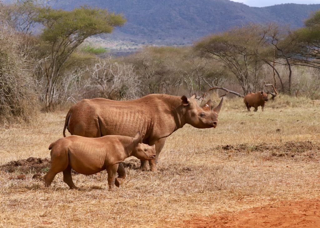 Abundant Herbivores