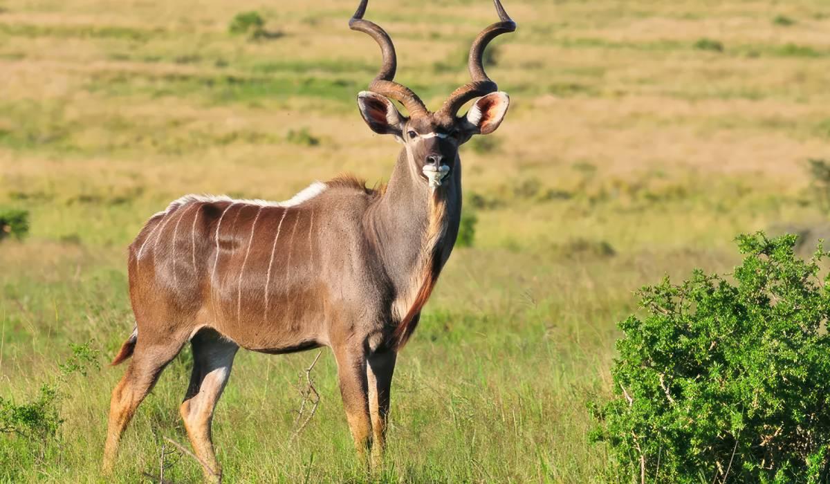 Miombo & Special Antelopes