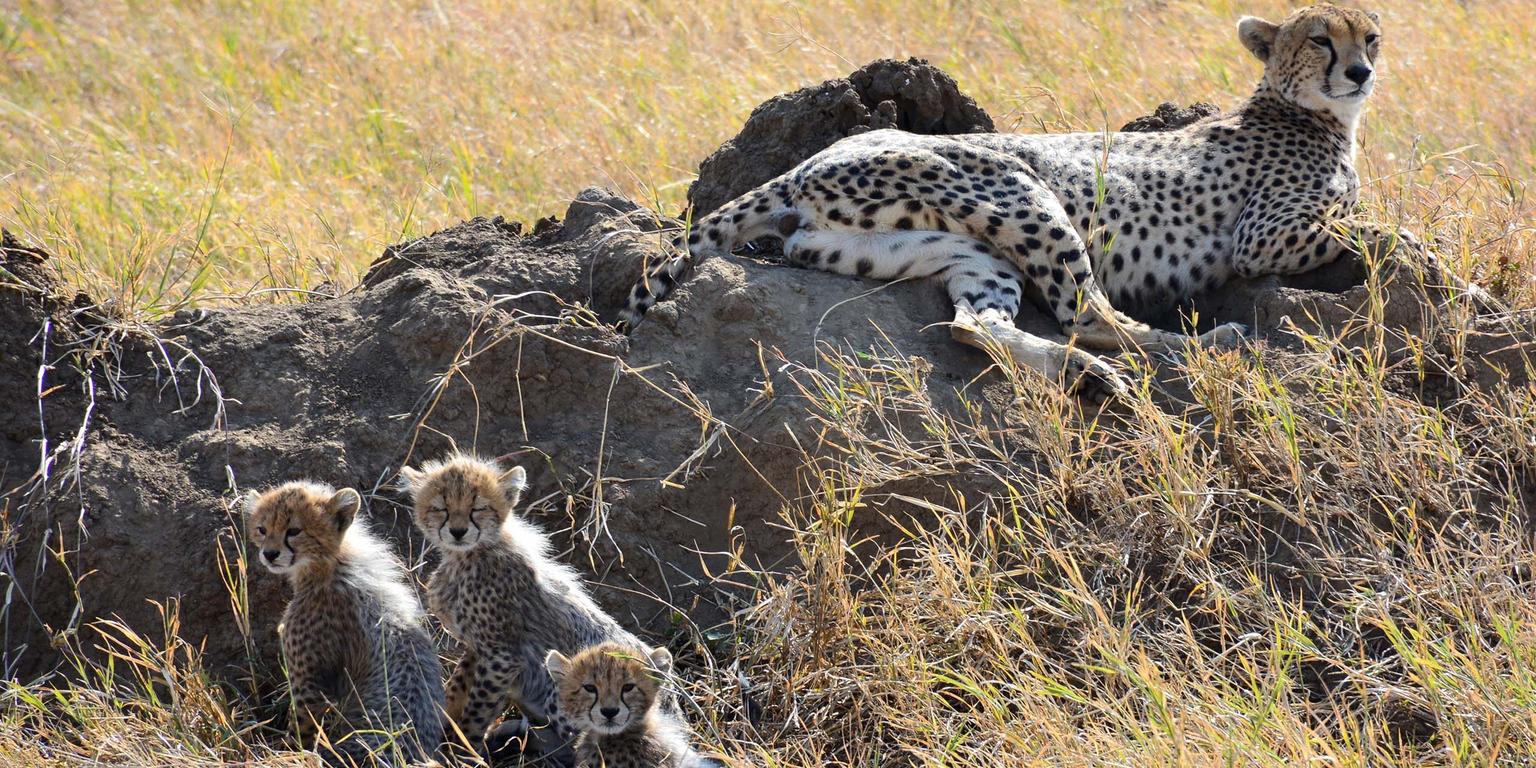 Predators on the Plains