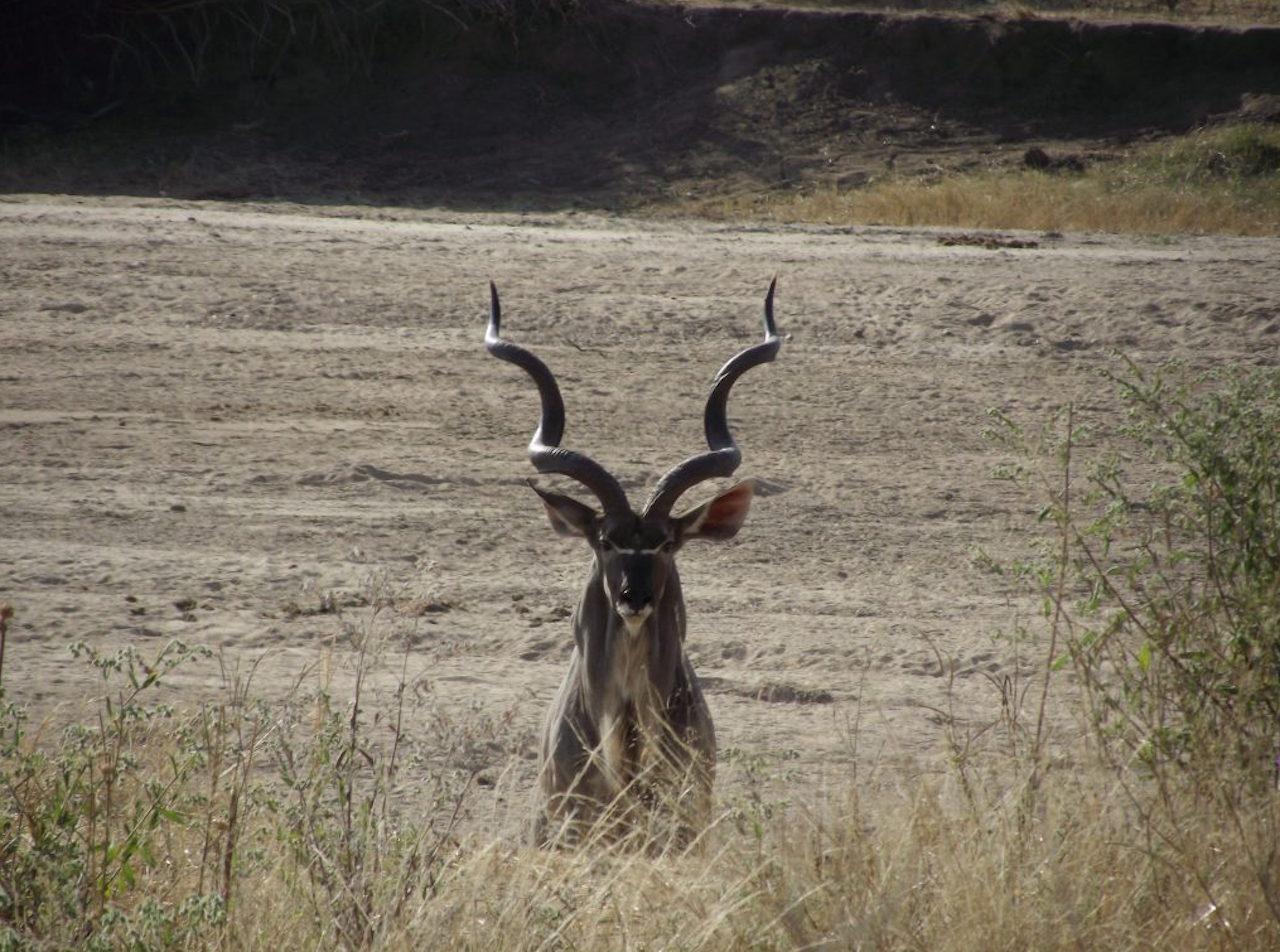 Ruaha National Park