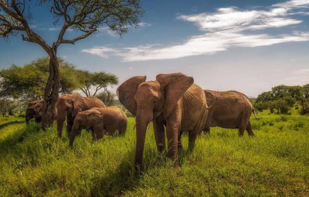 History of Serengeti