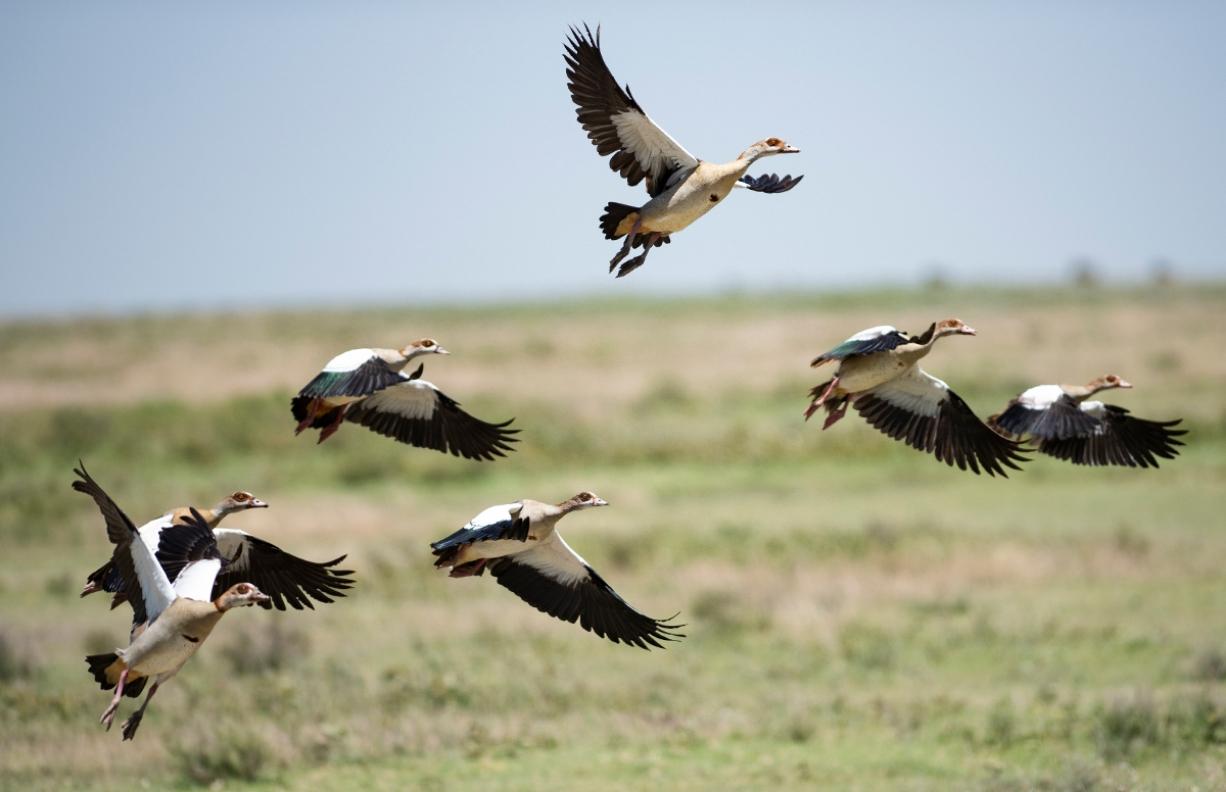 History of Serengeti