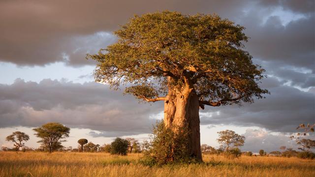 Dry-Season Migration