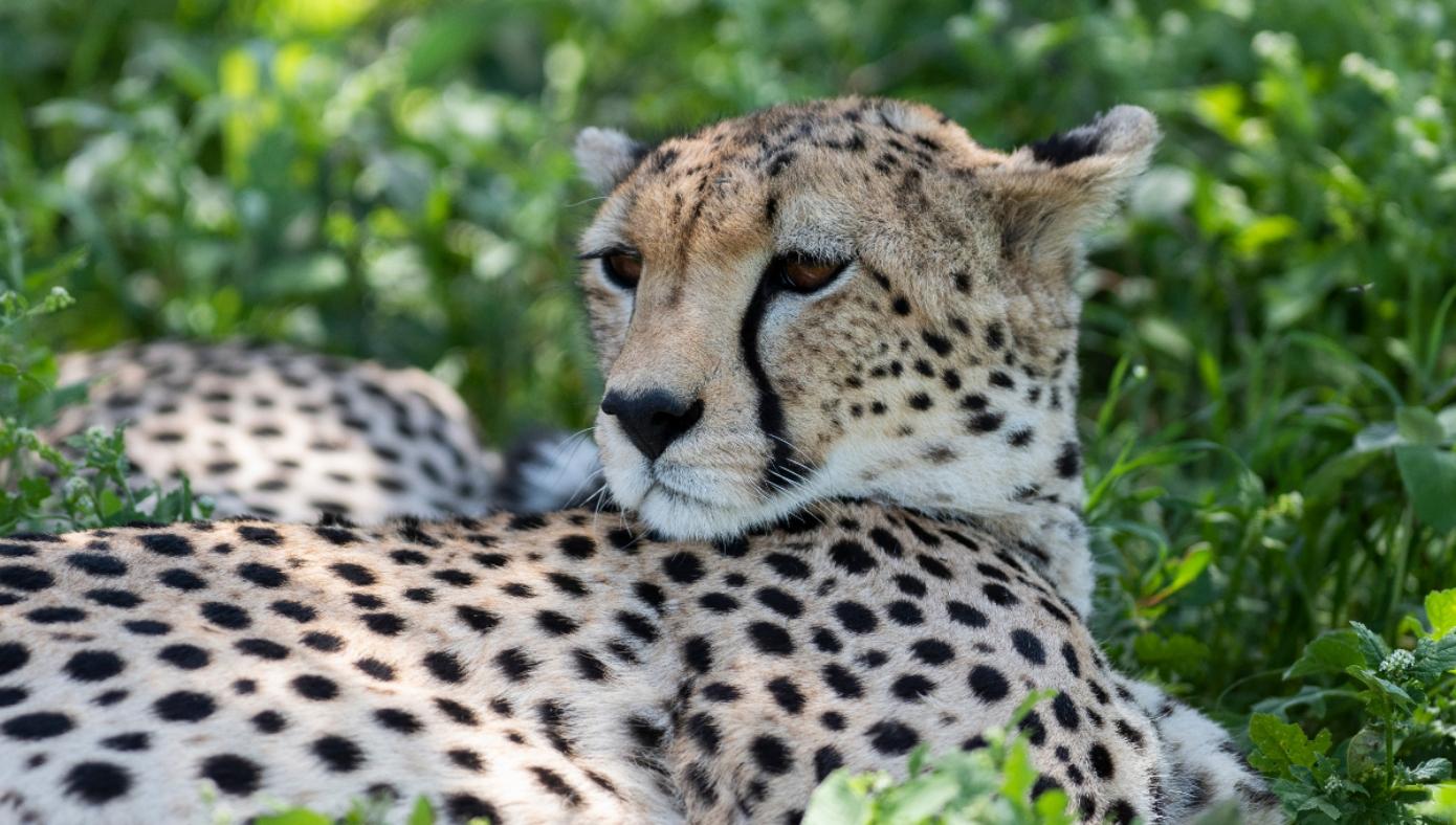 Carnivores Concentration