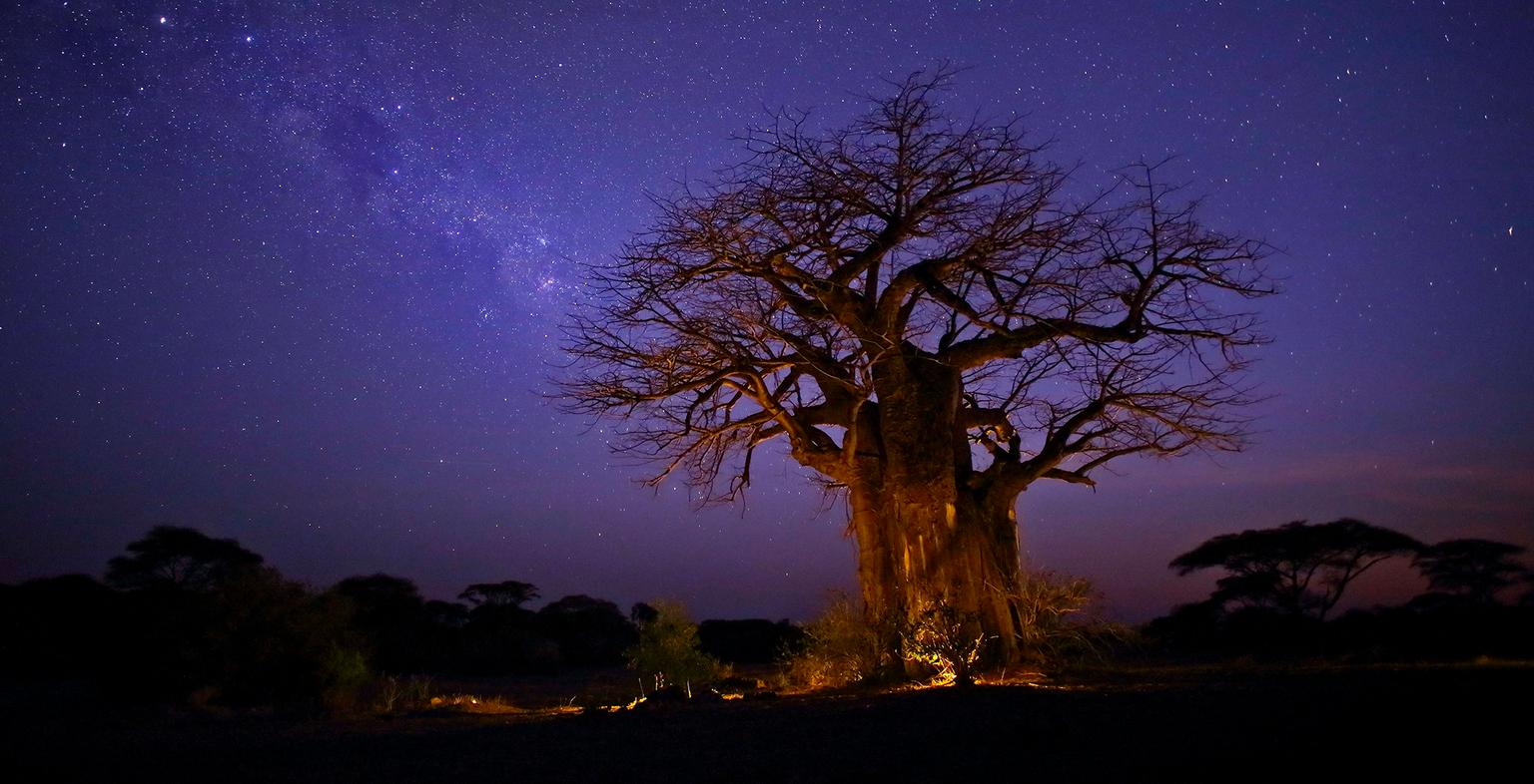 Baobab Plains