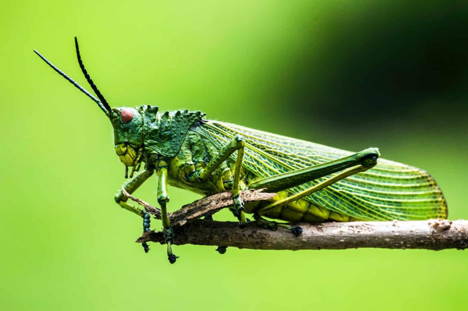 Insect Diversity