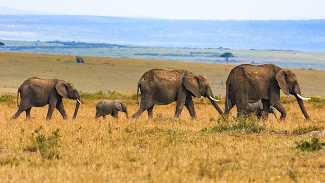 Large Mammals on the Mkata Plains