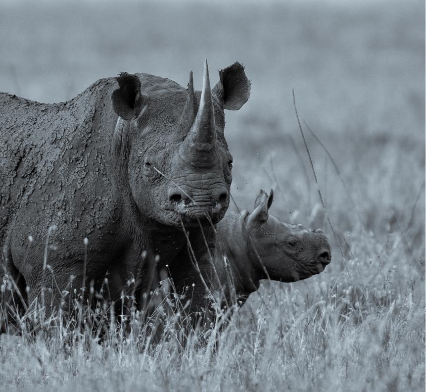 Herbivores Abundance
