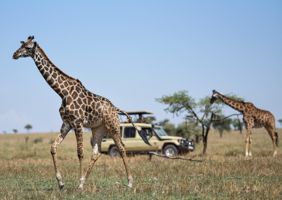 Game Viewing
