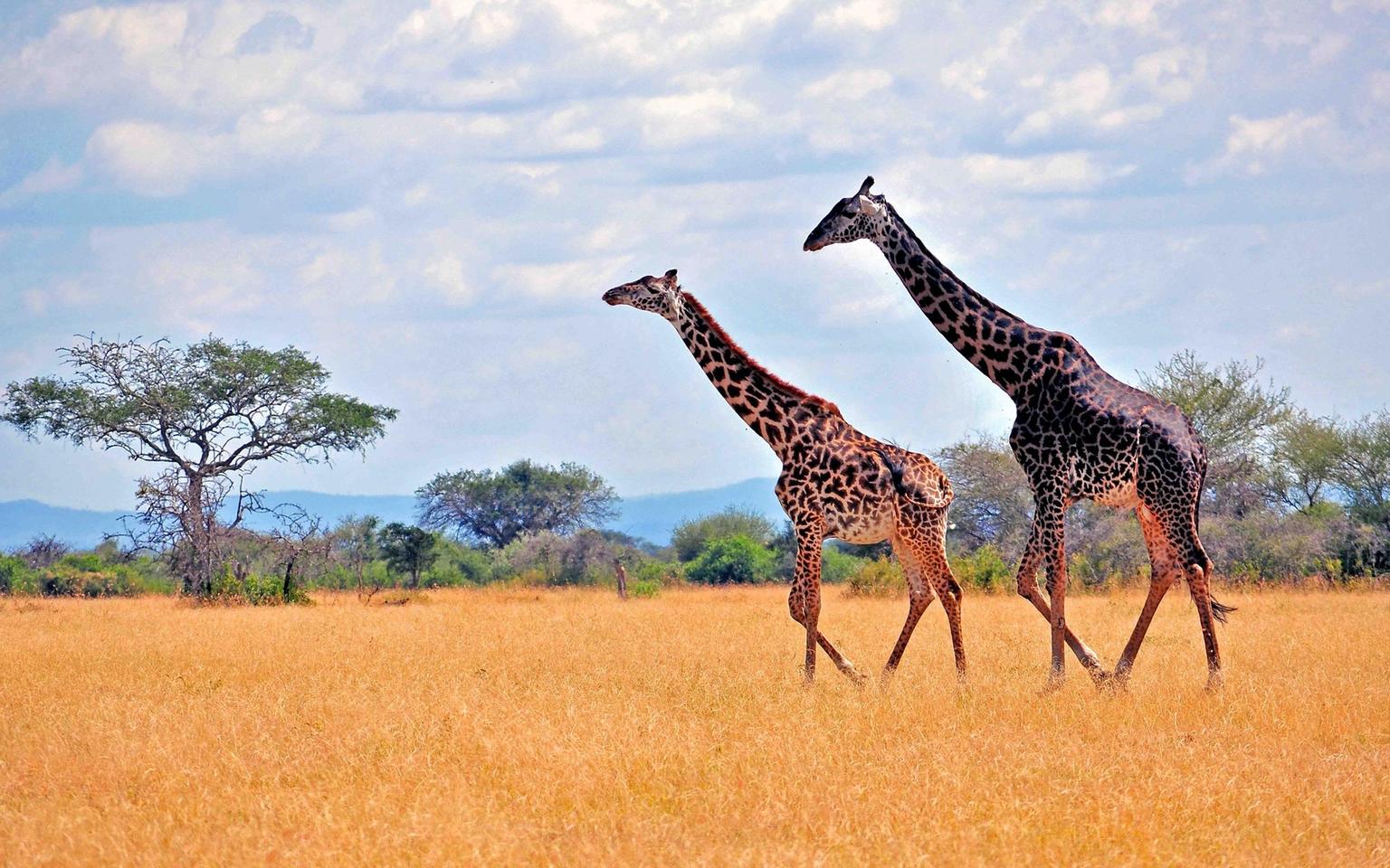 Ruaha National Park Contact Hero