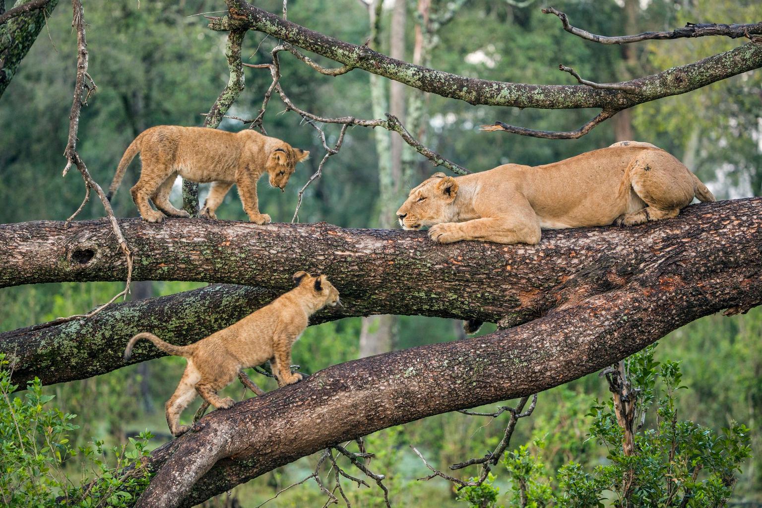 History of lake manyara