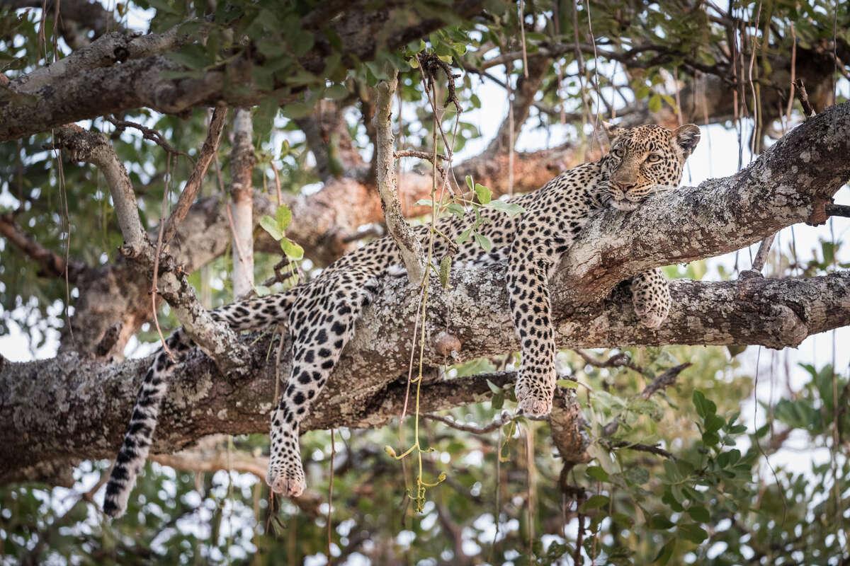Predator Territory