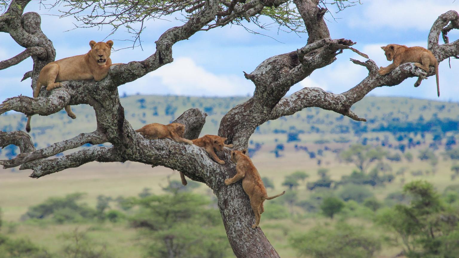 Mkata Floodplain (“Mini Serengeti”)