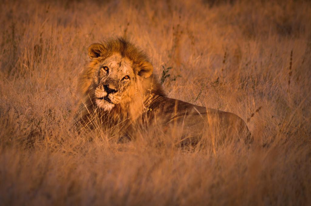 Photographic Safaris
