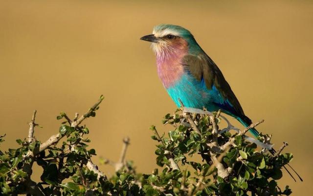 Birdlife (550+ species)