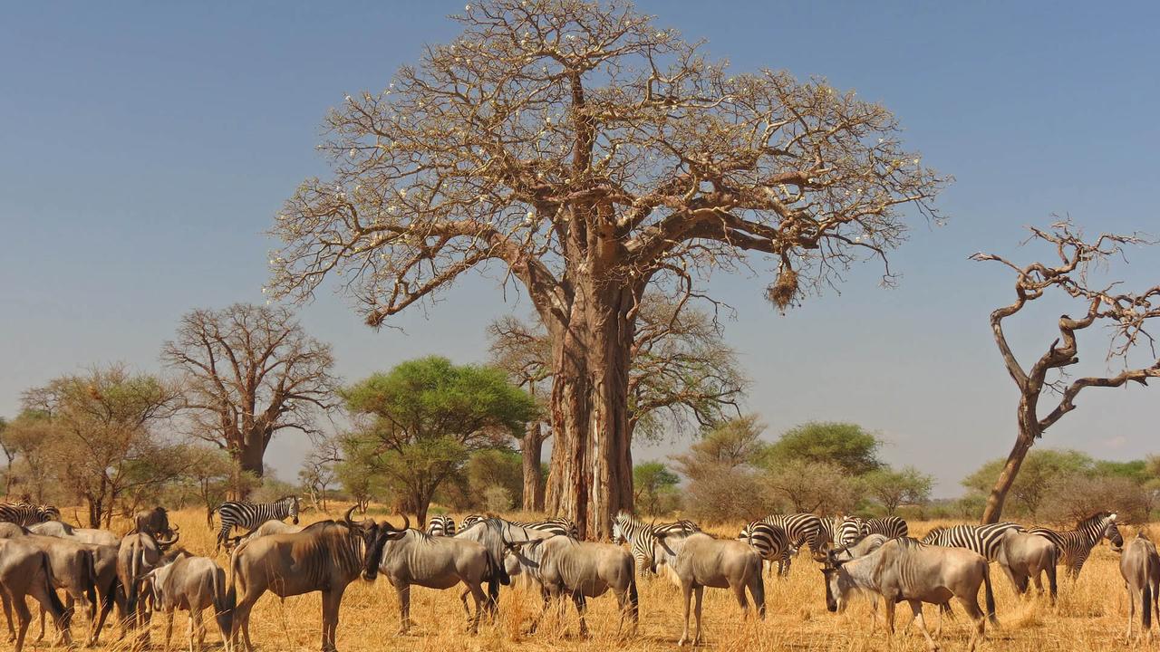 Tarangire Habitat