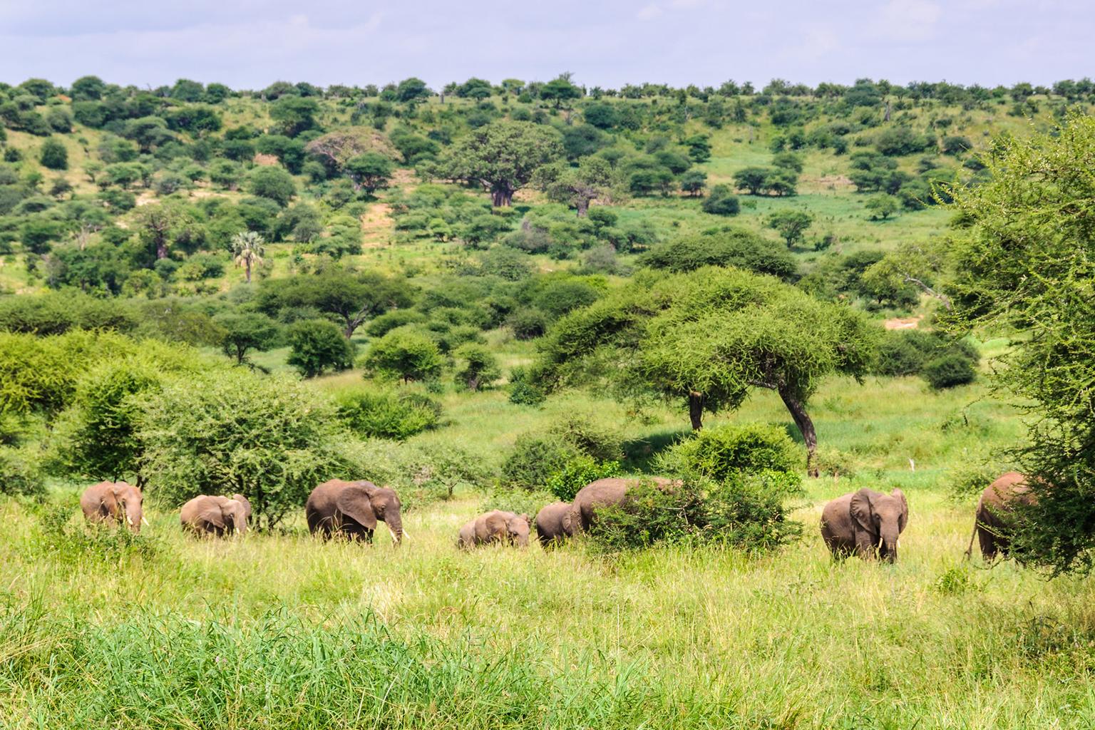 Serengeti Hero