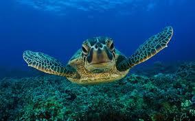 Sea Turtles (Seasonal)