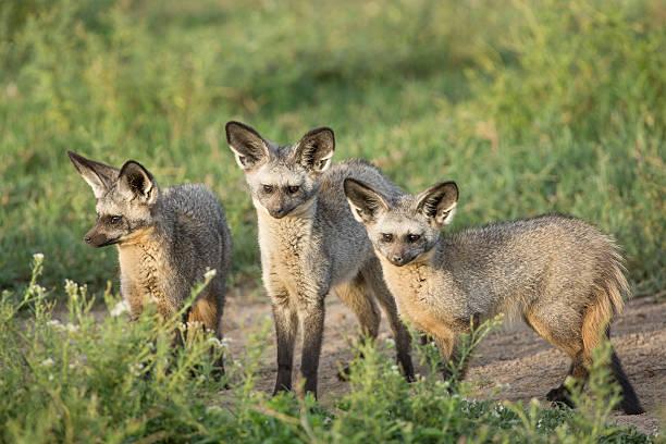 Wild Dogs