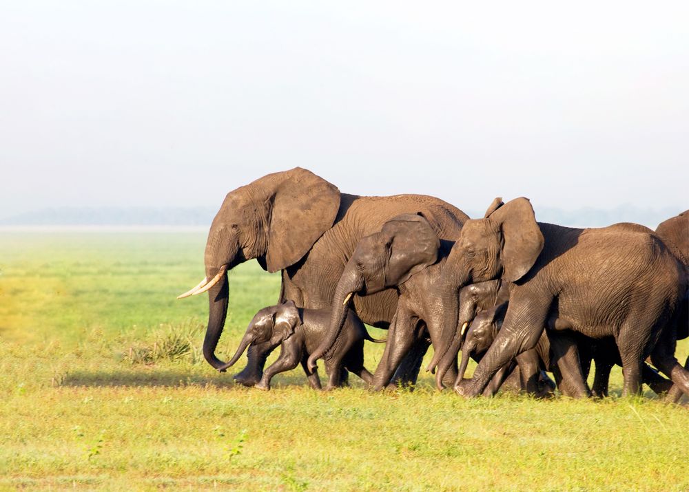 Tarangire National Park